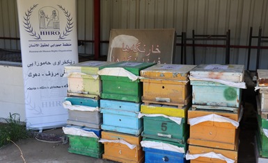 بمناسبة الذكرى الحادية والعشرين لتأسيسها.. منظمة حمورابي توزّع خلايا نحل دعماً لسبل العيش المستدامة في دهوك